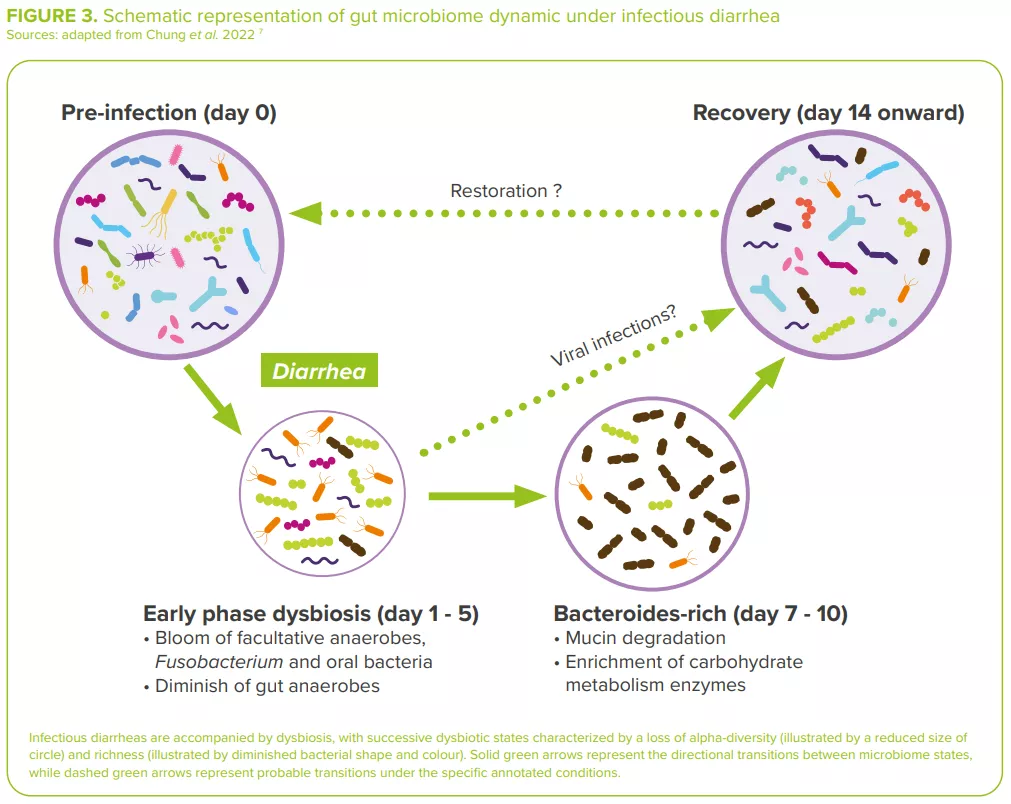 Image showcasing Bacterial diarrhea: gut microbiota, a potential victim or a guard ...